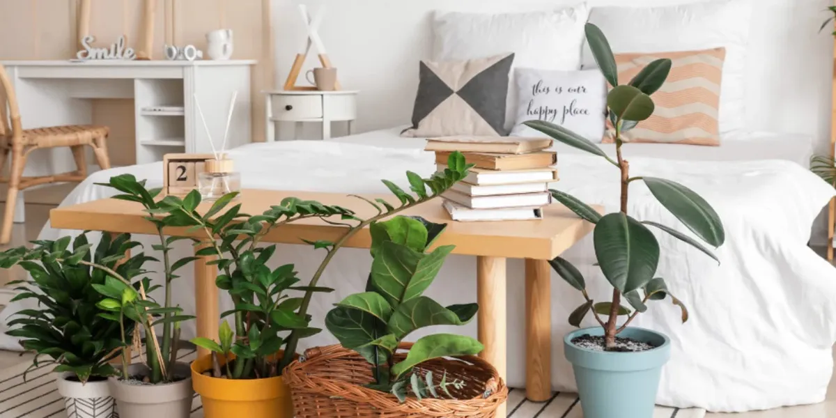 5 گیاه مخصوص اتاق خواب برای تجربه یک خواب عمیق