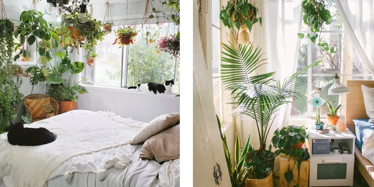 5 گیاه مخصوص اتاق خواب برای تجربه یک خواب عمیق