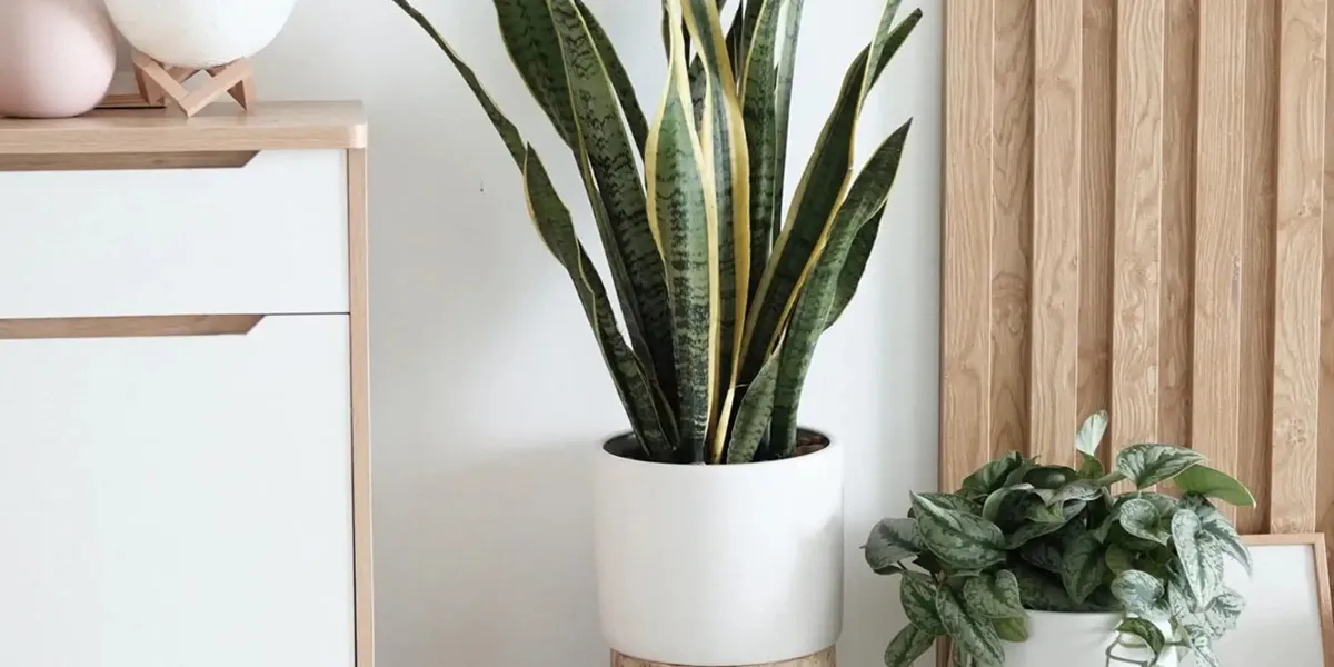 5 گیاه مخصوص اتاق خواب برای تجربه یک خواب عمیق